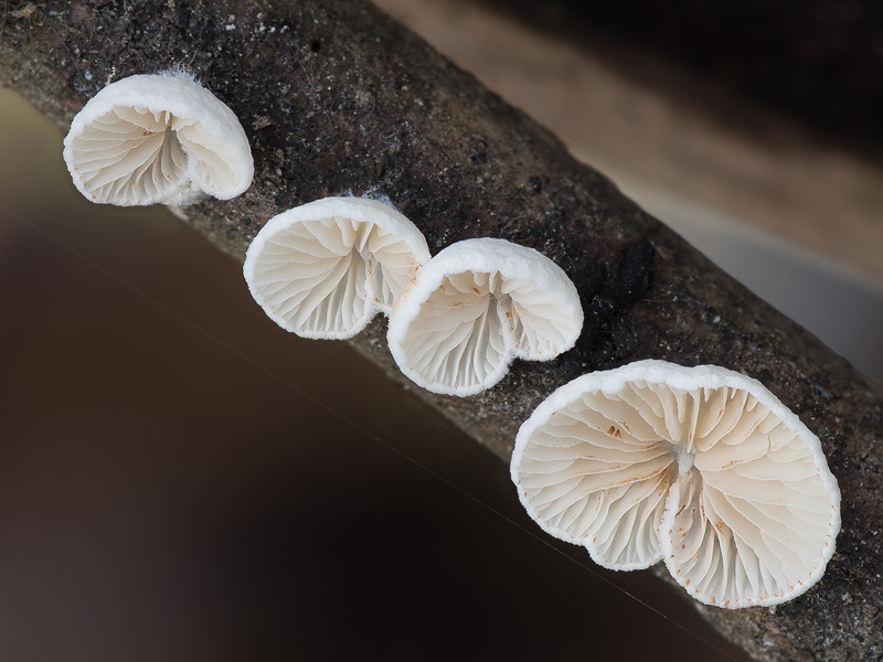 Crepidotus cesatii